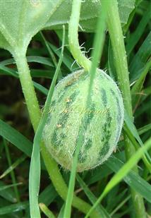  Fruit